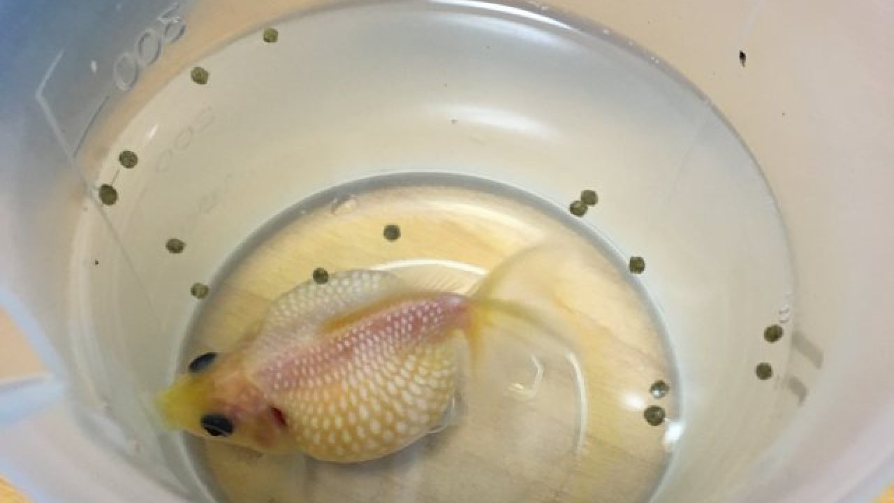 初心者の時の金魚のエサやりは別容器に金魚を移すと水を汚さない あつラボ