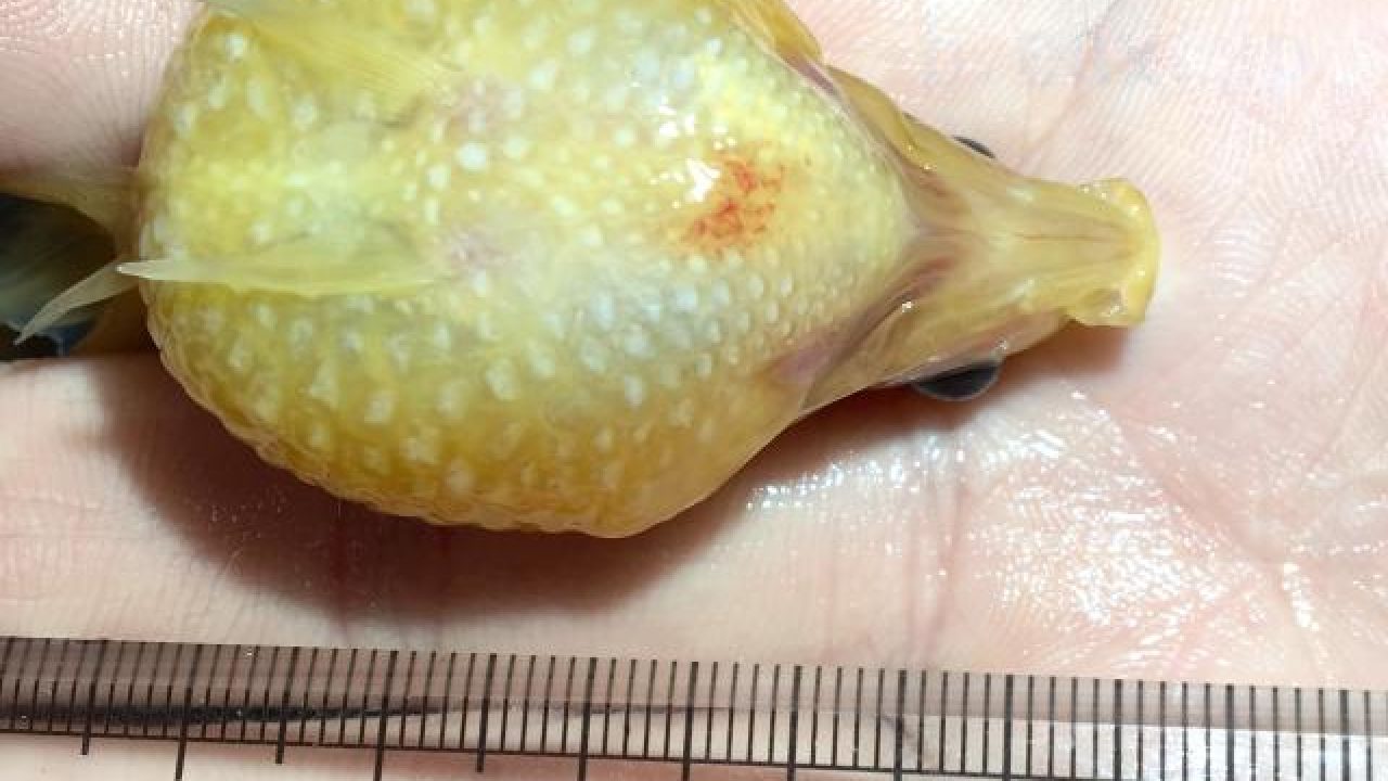 寒暖差で発症した金魚の腹部が充血する赤斑病をヒーターで回復 あつラボ