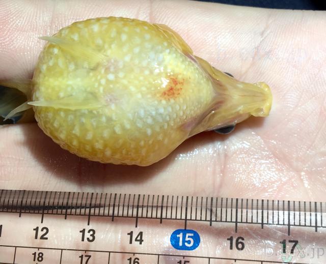 寒暖差で発症した金魚の腹部が充血する赤斑病をヒーターで回復