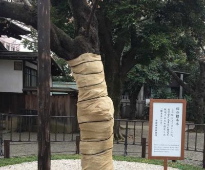 靖国神社境内にある、東京管区気象台桜の標準木
