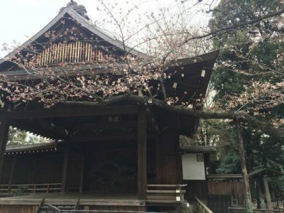 開花宣言後に撮影した靖国神社境内にある、東京管区気象台桜の標準木。