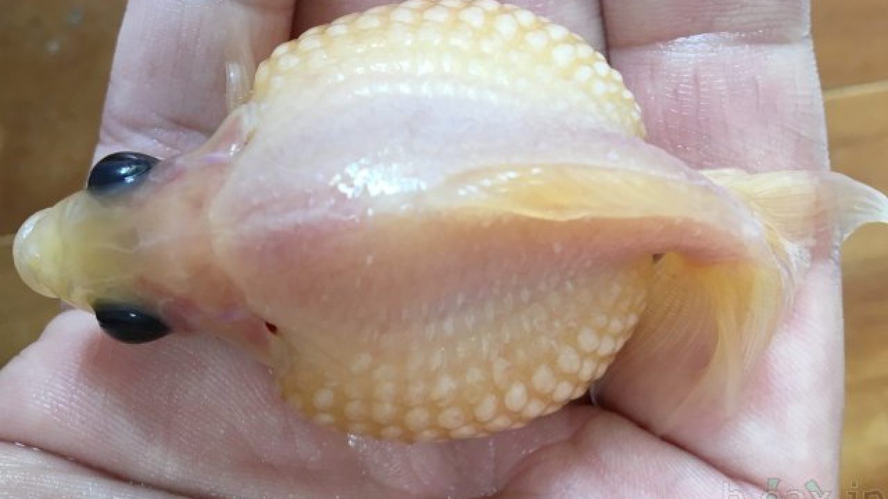 金魚メダカ飼育で私が使っている金魚メダカ用品8選 あつラボ