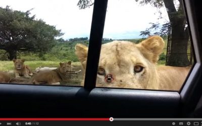サファリでライオンが車のドアを開けて車内が騒然となる動画