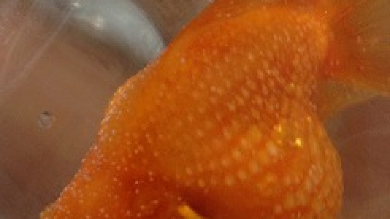 金魚の白点病を治すのに試した３つの方法 あつラボ