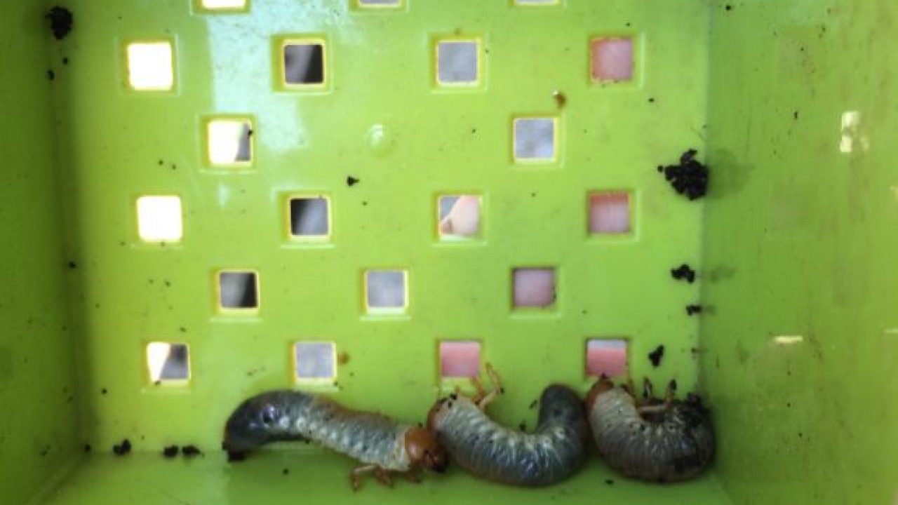 プランターにいたコガネムシの幼虫の役に立つ使い方 あつラボ