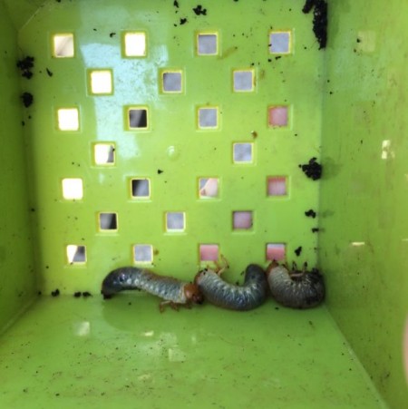 プランタにいる芋虫はコガネムシの幼虫
