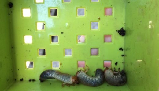 プランターにいたコガネムシの幼虫の役に立つ使い方