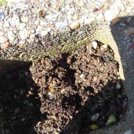 ブロックの穴の中に入れた土に潜っていったコガネムシの幼虫
