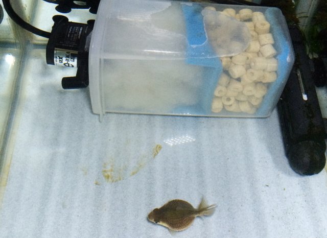 より小型になって静かな水漏れしない水中フィルターVer2の作り方