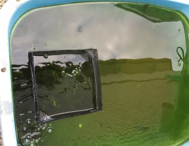 秋になって外で飼っているメダカの飼育水を水換えで透明な水にした あつラボ