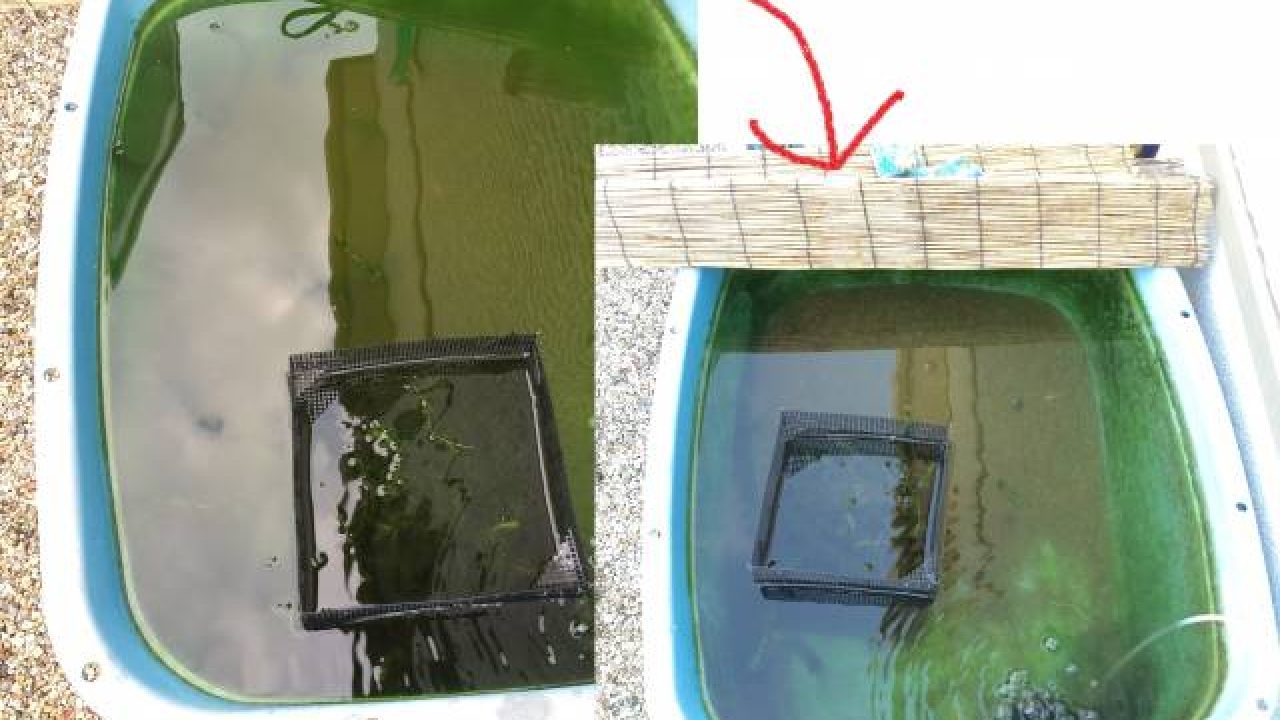 屋外水槽で飼育水が真緑 グリーンウォーターを除去する実験 あつラボ