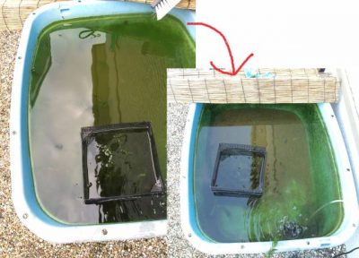 屋外水槽で飼育水が真緑、グリーンウォーターを除去する実験