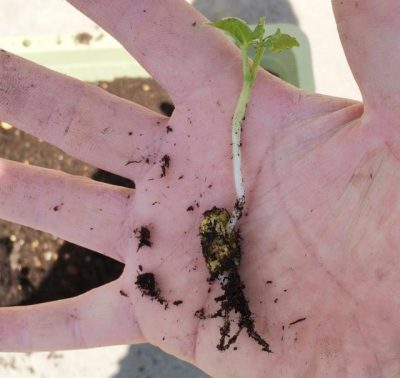 発芽した太願寿ゴーヤ育ったので植え替えでプランターを分けた