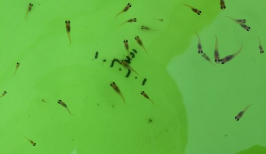 メダカの稚魚は緑水と発泡スチロールでの屋外飼育がよく育つ