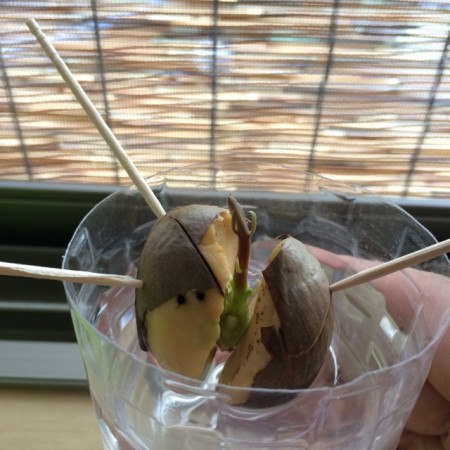 爪楊枝を使った水耕栽培で育てたアボガドから芽が出た あつラボ