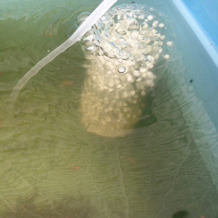 屋外のメダカ水槽に取り付けたペットボトルで自作した流動フィルター