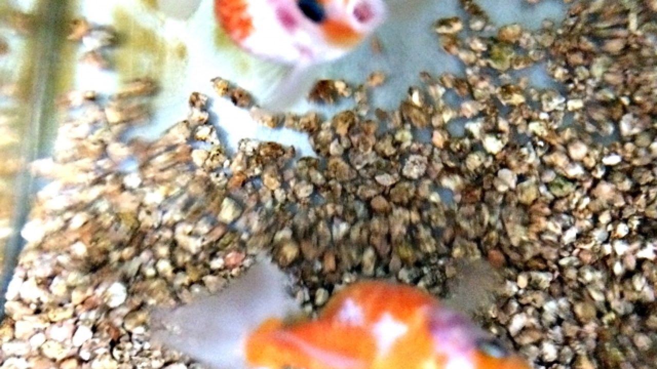 金魚のエサくれくれ鼻上げと危険な鼻上げを見分ける方法 あつラボ