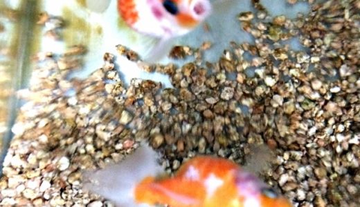 金魚のエサくれくれ鼻上げと危険な鼻上げを見分ける方法