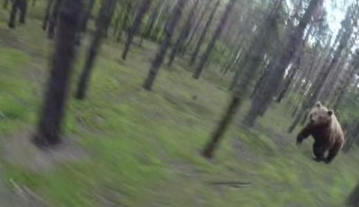 モーニングバードでやってた森のクマさんにリアルに出会った動画