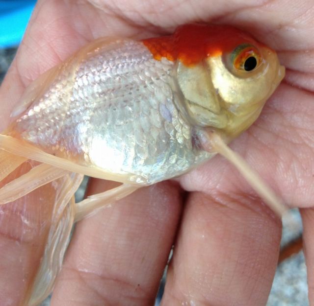 丹頂の金魚が尾腐れ病の悪化で死んだ あつラボ