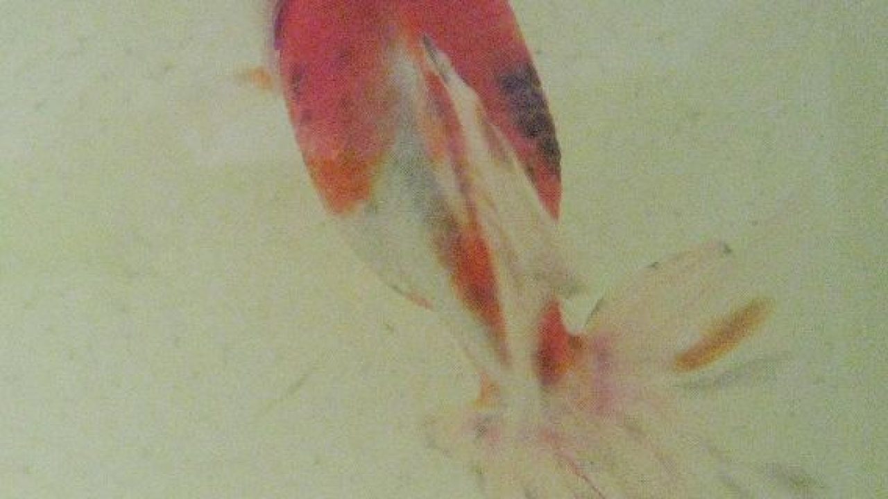 金魚が猫に食われた あつラボ