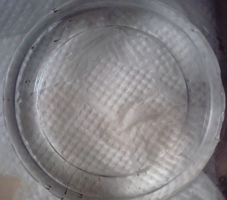 カップの中で孵化した１０匹ほどのメダカの稚魚